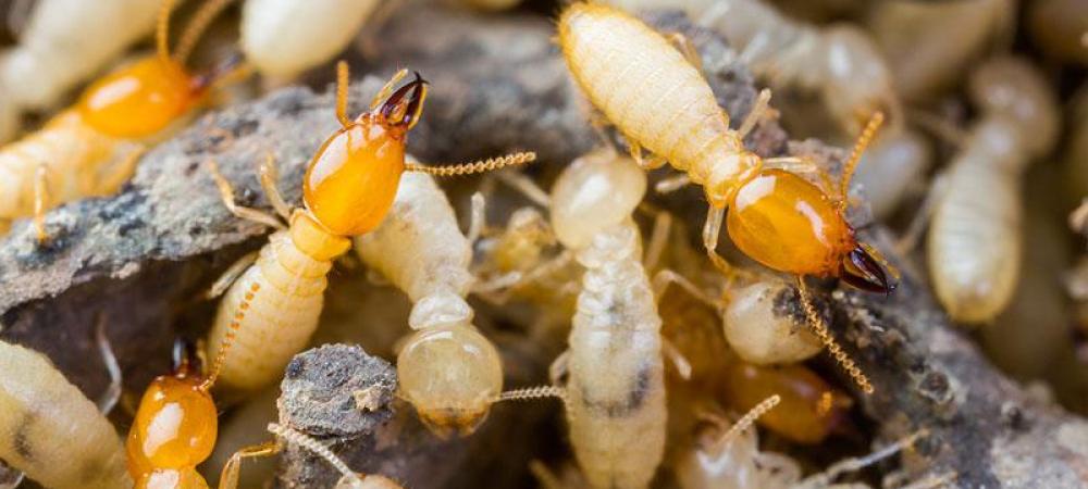 Termites crawling on a piece of wood