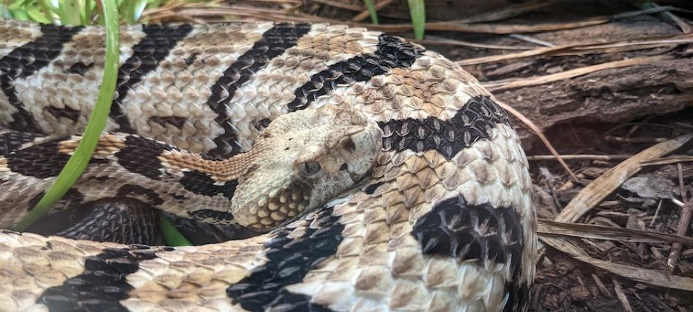 Southern Copperhead