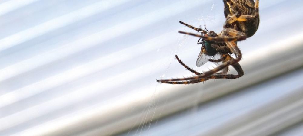 Most Common House Spiders in Florida Venice Pest Control