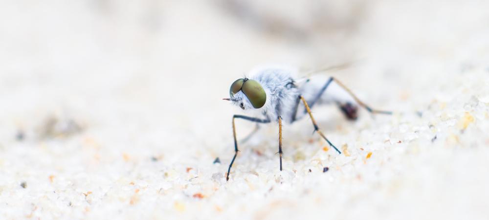 Pest Control for Sand Fleas